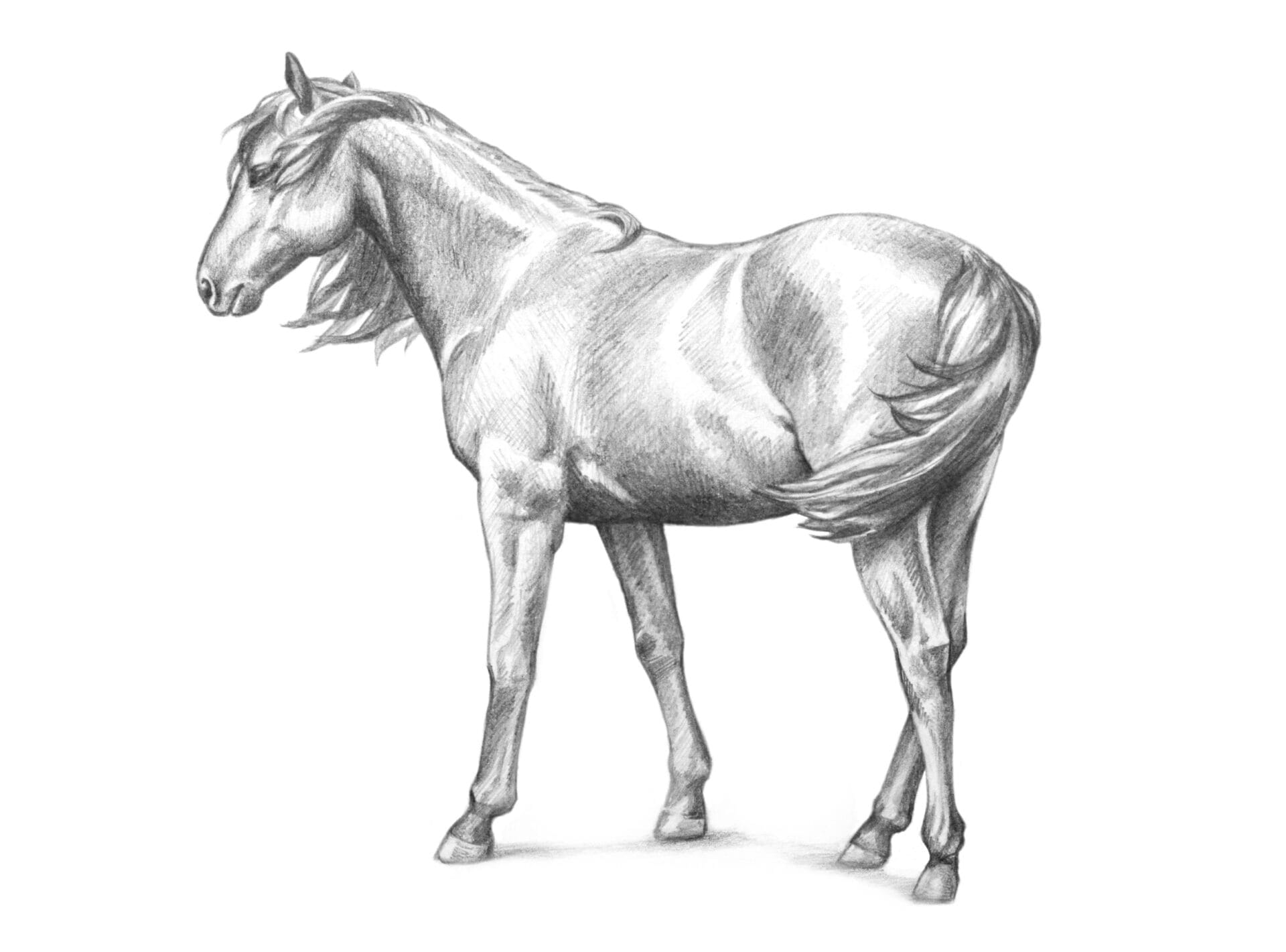 Hand drawn sketch of horse standing isolated on white background, farm animal or pet horse illustration