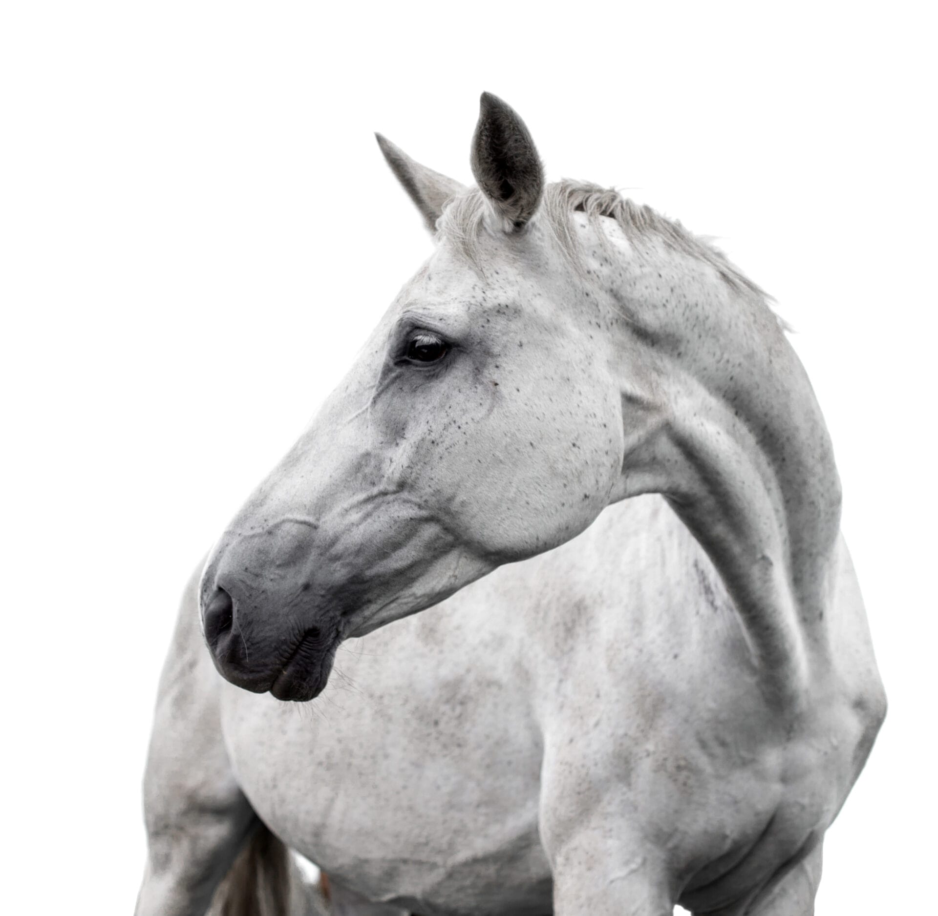 White horse on white background