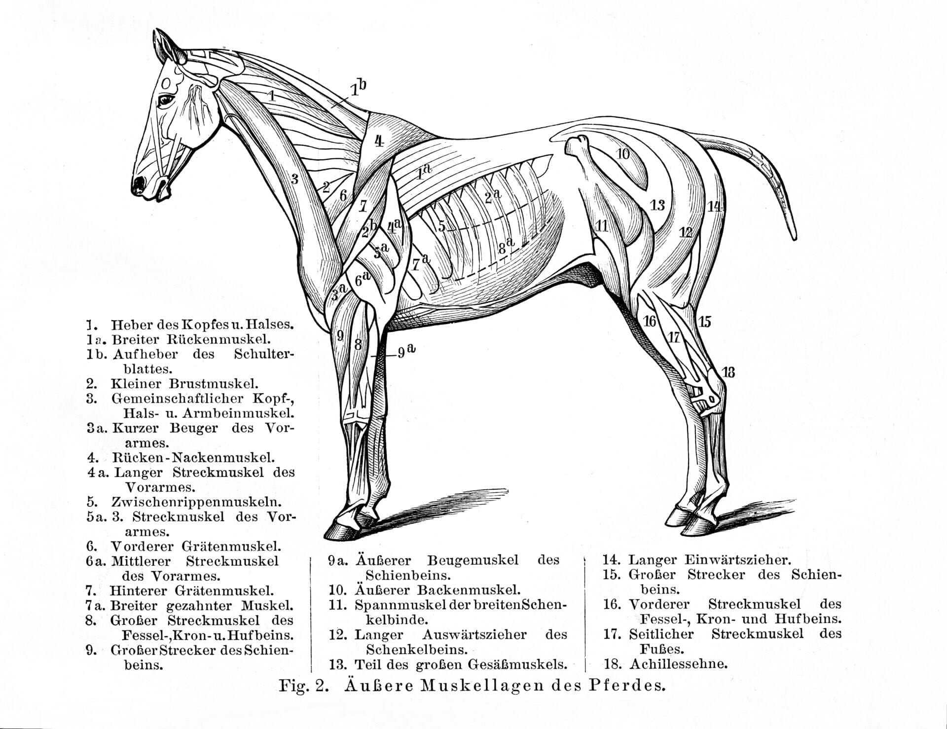 Horse's superficial muscles (from Meyers Lexikon, 1896, 13/770/771)