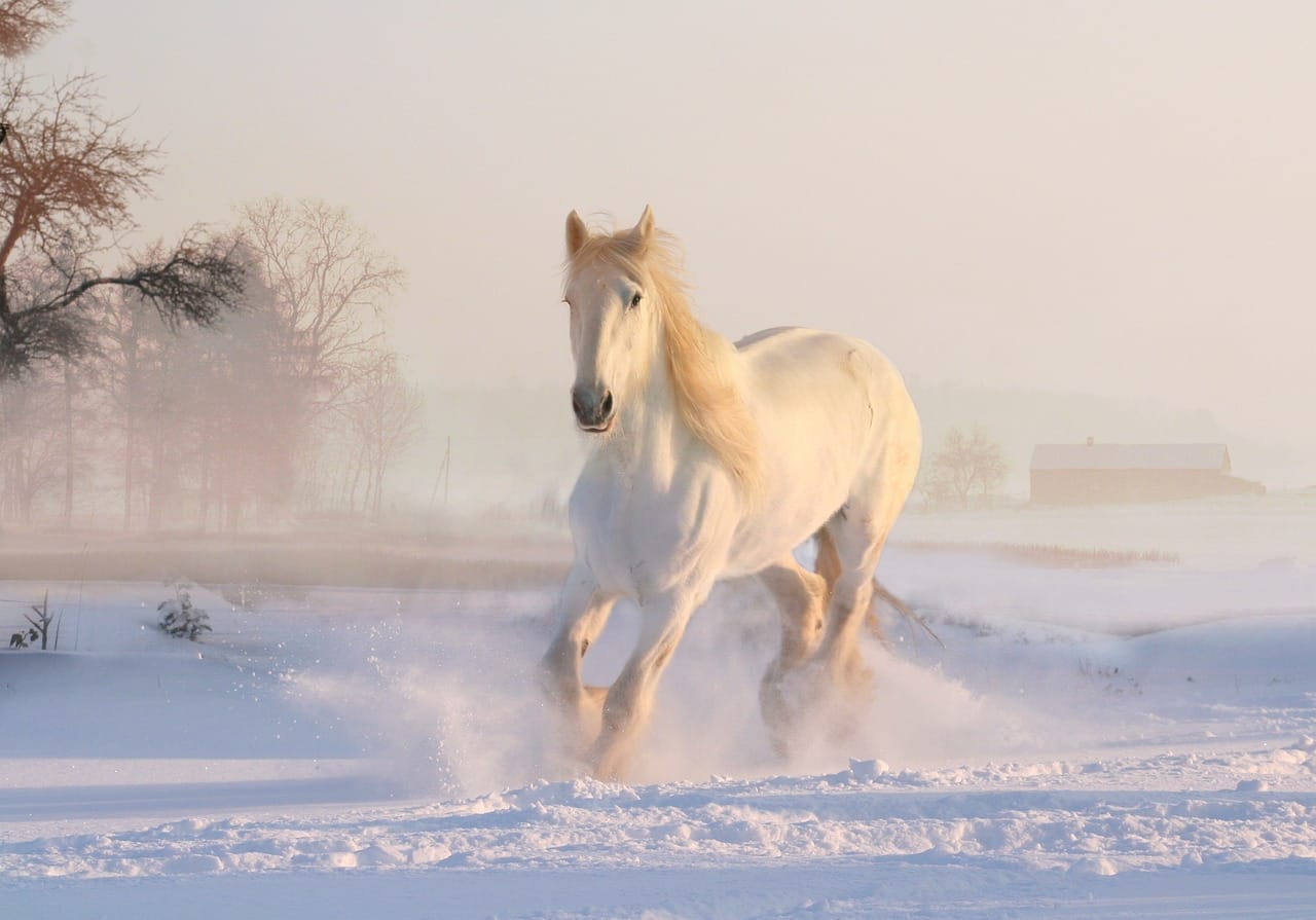 Majestic White Horse