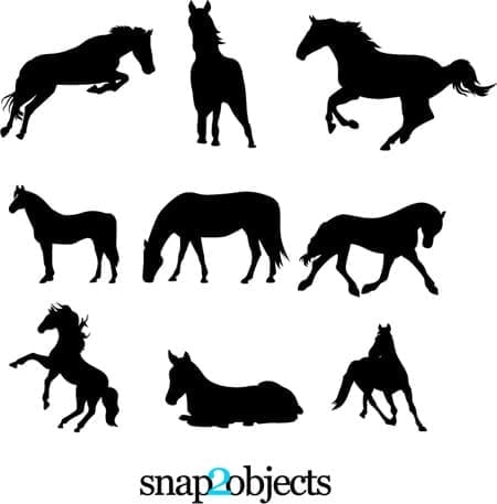 Eight horses in various poses